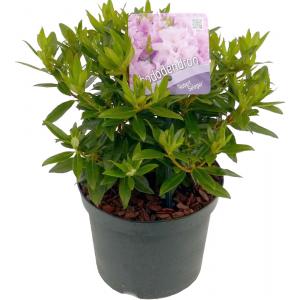 Dwerg rododendron (Rhododendron "Robert Seleger") heester Dwerg rododendron (Rhododendron "Robert Seleger") heester