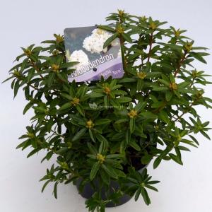 Dwerg rododendron (Rhododendron "Arctic Tern") heester Dwerg rododendron (Rhododendron "Arctic Tern") heester