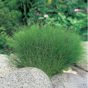 Naaldwaterbies (Eleocharis acicularis) zuurstofplant (6-stuks) Naaldwaterbies (Eleocharis acicularis) zuurstofplant (6-stuks)