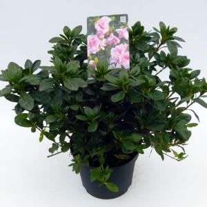 Rododendron (Rhododendron Japonica "Nancy of Robin Hill") heester Rododendron (Rhododendron Japonica "Nancy of Robin Hill") heester