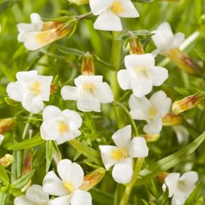 Genadekruid (Gratiola officinalis) moerasplant (6-stuks) Genadekruid (Gratiola officinalis) moerasplant (6-stuks)