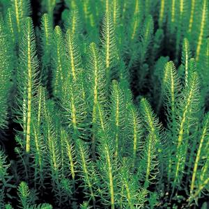 Lidsteng (Hippuris vulgaris) zuurstofplant (6-stuks) Lidsteng (Hippuris vulgaris) zuurstofplant (6-stuks)