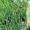 Krulpitrus (Juncus effusus &ldquo;spiralis&rdquo;) moerasplant (6-stuks)