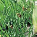 Krulpitrus (Juncus effusus &ldquo;spiralis&rdquo;) moerasplant (6-stuks)