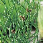 Krulpitrus (Juncus effusus &ldquo;spiralis&rdquo;) moerasplant (6-stuks)