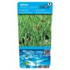 Krulpitrus (Juncus effusus &ldquo;spiralis&rdquo;) moerasplant (6-stuks)