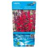 Rode lobelia (Lobelia cardinalis) moerasplant (6-stuks)