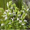 Witte Virginische lobelia (Lobelia siphilitica &ldquo;Alba&rdquo;) moerasplant (6-stuks)