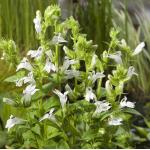 Witte Virginische lobelia (Lobelia siphilitica &ldquo;Alba&rdquo;) moerasplant (6-stuks)