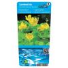 Goud penningkruid (Lysimachia nummularia &ldquo;aurea&rdquo;) moerasplant (6-stuks)