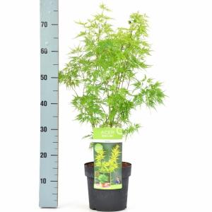 Japanse esdoorn (Acer palmatum "Seiryu") heester Japanse esdoorn (Acer palmatum "Seiryu") heester