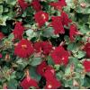 Rode maskerbloem (Mimulus &ldquo;Bonfire red&rdquo;) moerasplant (6-stuks)