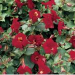 Rode maskerbloem (Mimulus &ldquo;Bonfire red&rdquo;) moerasplant (6-stuks)