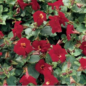 Rode maskerbloem (Mimulus “Bonfire red”) moerasplant (6-stuks) Rode maskerbloem (Mimulus “Bonfire red”) moerasplant (6-stuks)
