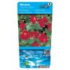 Rode maskerbloem (Mimulus &ldquo;Bonfire red&rdquo;) moerasplant (6-stuks)