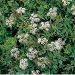 Pijptorkruid (Oenanthe fistulosa &ldquo;flamingo&rdquo;) moerasplant (6-stuks)