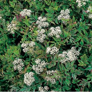 Pijptorkruid (Oenanthe fistulosa “flamingo”) moerasplant (6-stuks) Pijptorkruid (Oenanthe fistulosa “flamingo”) moerasplant (6-stuks)