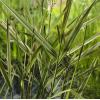 Kanariegras (Phalaris arundinacea &ldquo;Picta&rdquo;) moerasplant (6-stuks)