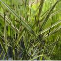 Kanariegras (Phalaris arundinacea &ldquo;Picta&rdquo;) moerasplant (6-stuks)
