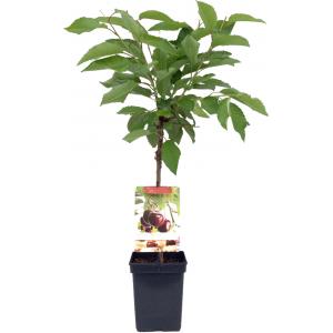 Kersenboom (prunus avium "Hedelfinger") fruitbomen Kersenboom (prunus avium "Hedelfinger") fruitbomen