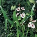 Pijlkruid (Sagittaria sagittifolia) moerasplant (6-stuks)