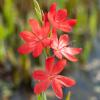 Rode kafferlelie (Schizostylis coccinea &ldquo;Major&rdquo;) moerasplant (6-stuks)