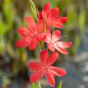 Rode kafferlelie (Schizostylis coccinea &ldquo;Major&rdquo;) moerasplant (6-stuks)