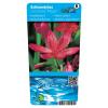 Rode kafferlelie (Schizostylis coccinea &ldquo;Major&rdquo;) moerasplant (6-stuks)