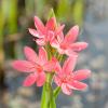 Roze kafferlelie (Schizostylis coccinea &ldquo;Mrs Hegarty&rdquo;) moerasplant (6-stuks)
