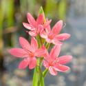 Roze kafferlelie (Schizostylis coccinea &ldquo;Mrs Hegarty&rdquo;) moerasplant (6-stuks)