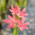 Roze kafferlelie (Schizostylis coccinea &ldquo;Mrs Hegarty&rdquo;) moerasplant (6-stuks)