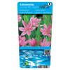 Roze kafferlelie (Schizostylis coccinea &ldquo;Mrs Hegarty&rdquo;) moerasplant (6-stuks)