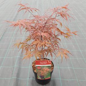 Japanse esdoorn (Acer palmatum "Peve Dave") heester Japanse esdoorn (Acer palmatum "Peve Dave") heester
