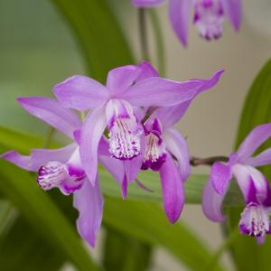 Japanse orchidee (Bletilla striata) moerasplant (6-stuks) Japanse orchidee (Bletilla striata) moerasplant (6-stuks)