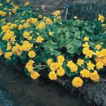 Dubbele dotterbloem (Caltha palustris &ldquo;multiplex&rdquo;) moerasplant (6-stuks)