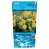 Dubbele dotterbloem (Caltha palustris &ldquo;multiplex&rdquo;) moerasplant (6-stuks)