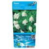 Witte mazus (Mazus reptans alba) moerasplant (6-stuks)