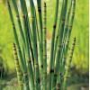 Japanse holpijp (Equisetum Japonica) moerasplant (6-stuks)