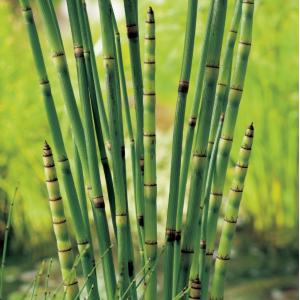 Japanse holpijp (Equisetum Japonica) moerasplant (6-stuks) Japanse holpijp (Equisetum Japonica) moerasplant (6-stuks)