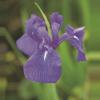 Blauwe Japanse iris (Iris Laevigata &ldquo;Blue&rdquo;) moerasplant (6-stuks)