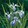Gevlekte Japanse iris (Iris laevigata &ldquo;Mottled Beauty&rdquo;) moerasplant (6-stuks)