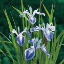 Gevlekte Japanse iris (Iris laevigata &ldquo;Mottled Beauty&rdquo;) moerasplant (6-stuks)