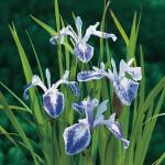 Gevlekte Japanse iris (Iris laevigata &ldquo;Mottled Beauty&rdquo;) moerasplant (6-stuks)