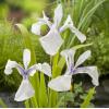Witte Japanse iris (Iris Laevigata &ldquo;Snowdrift&rdquo;) moerasplant (6-stuks)