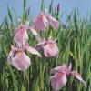 Roze Japanse iris (Iris laevigata &ldquo;Rose Queen&rdquo;) moerasplant (6-stuks)