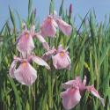 Roze Japanse iris (Iris laevigata &ldquo;Rose Queen&rdquo;) moerasplant (6-stuks)