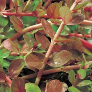 Rotala (Rotala indica) zuurstofplant (10-stuks) Rotala (Rotala indica) zuurstofplant (10-stuks)