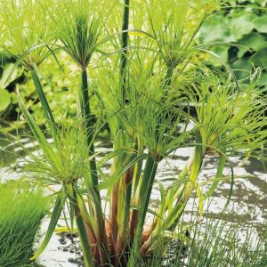 Papyrus (Cyperus papyrus 'Perkamentus') moerasplant (3-stuks) Papyrus (Cyperus papyrus 'Perkamentus') moerasplant (3-stuks)