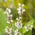 Wit snoekkruid (Pontederia cordata &ldquo;alba&rdquo;) moerasplant (6-stuks)