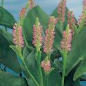 Roze snoekkruid (Pontederia cordata &ldquo;Pink pons&rdquo;) moerasplant (6-stuks)